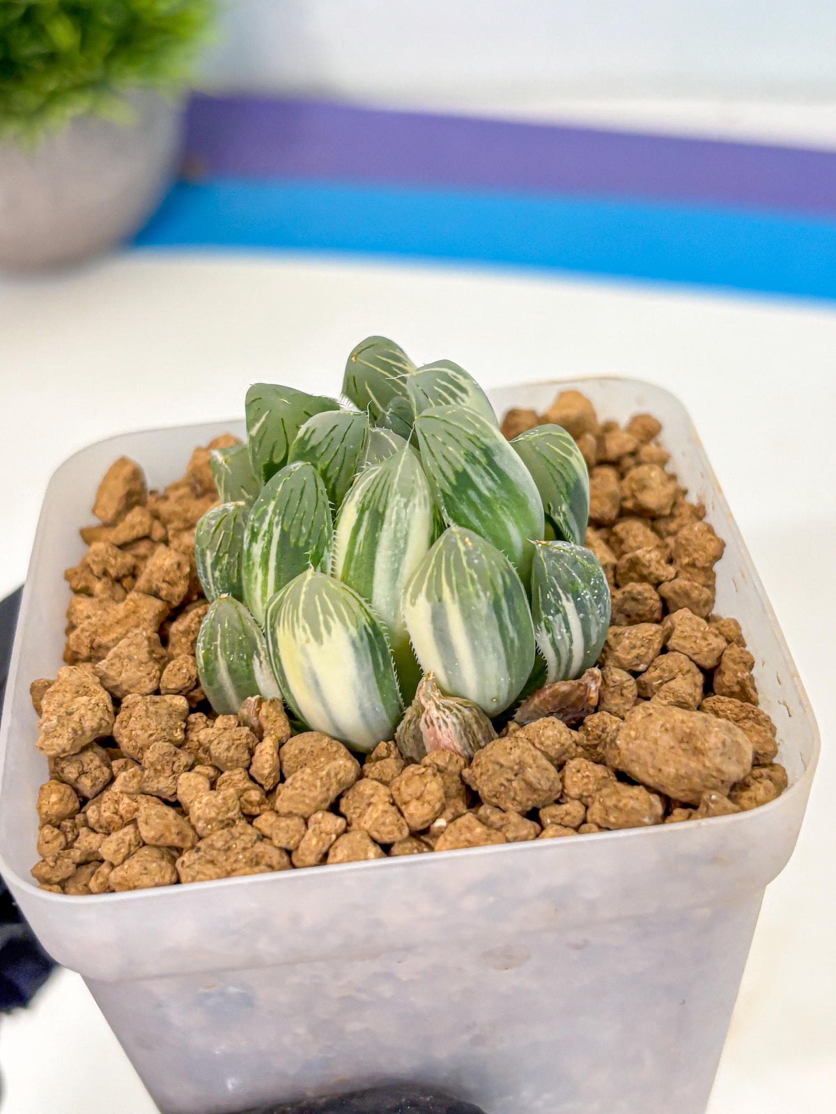 Haworthia Obtusa Natumatsuri (wa8) (6) | Easy Care Succulent