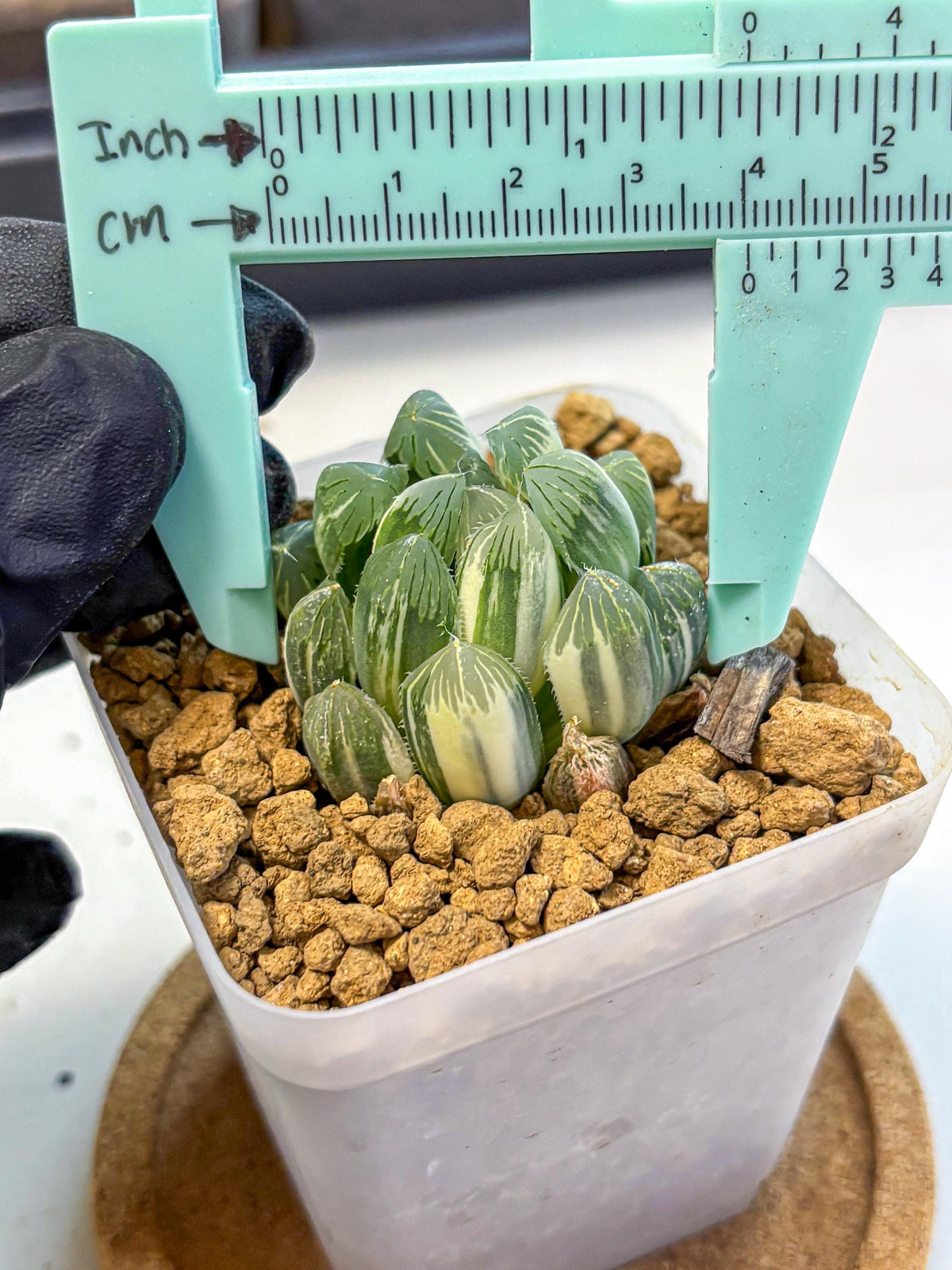 Haworthia Obtusa Natumatsuri (wa8) (6) | Easy Care Succulent