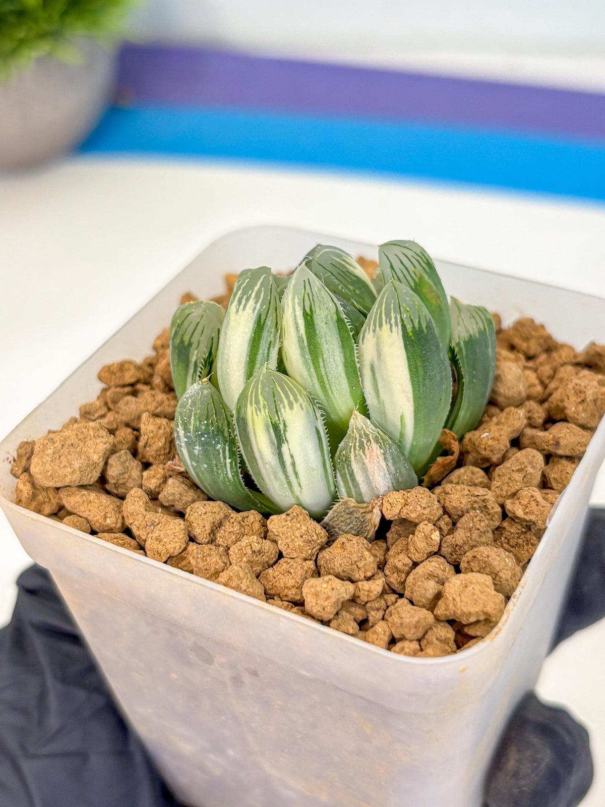 Haworthia Obtusa Natumatsuri (wa8) (6) | Easy Care Succulent
