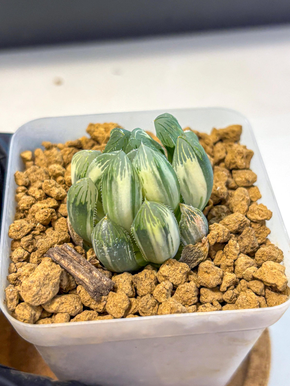 Haworthia Obtusa Natumatsuri (wa8) (6) | Easy Care Succulent