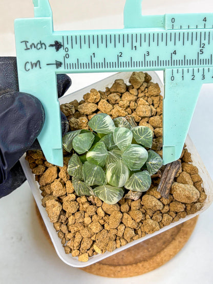 Haworthia Obtusa Natumatsuri (wa8) (6) | Easy Care Succulent