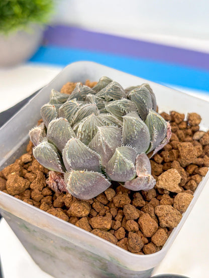 Haworthia KW1 Bolsii Var (wa8) (11) | Easy Care Succulent