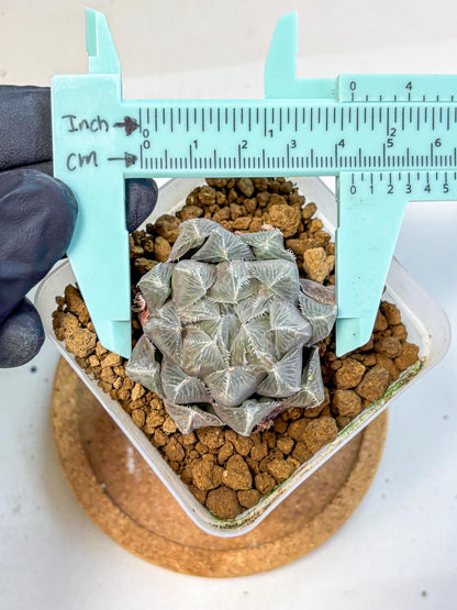 Haworthia KW1 Bolsii Var (wa8) (11) | Easy Care Succulent