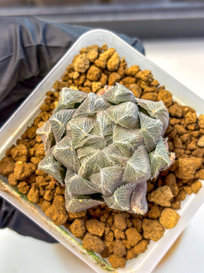 Haworthia KW1 Bolsii Var (wa8) (11) | Easy Care Succulent