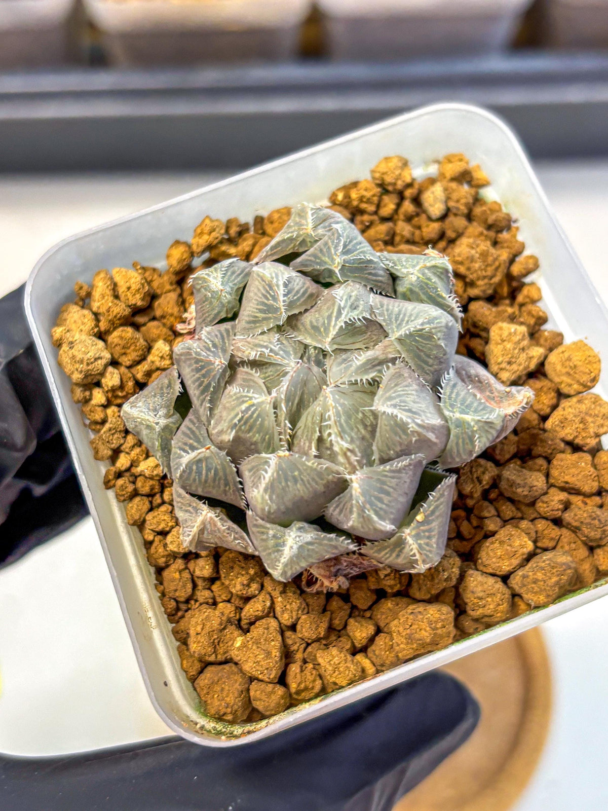 Haworthia KW1 Bolsii Var (wa8) (11) | Easy Care Succulent