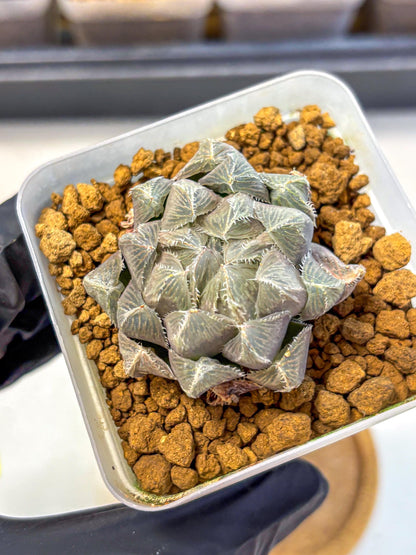 Haworthia KW1 Bolsii Var (wa8) (11) | Easy Care Succulent