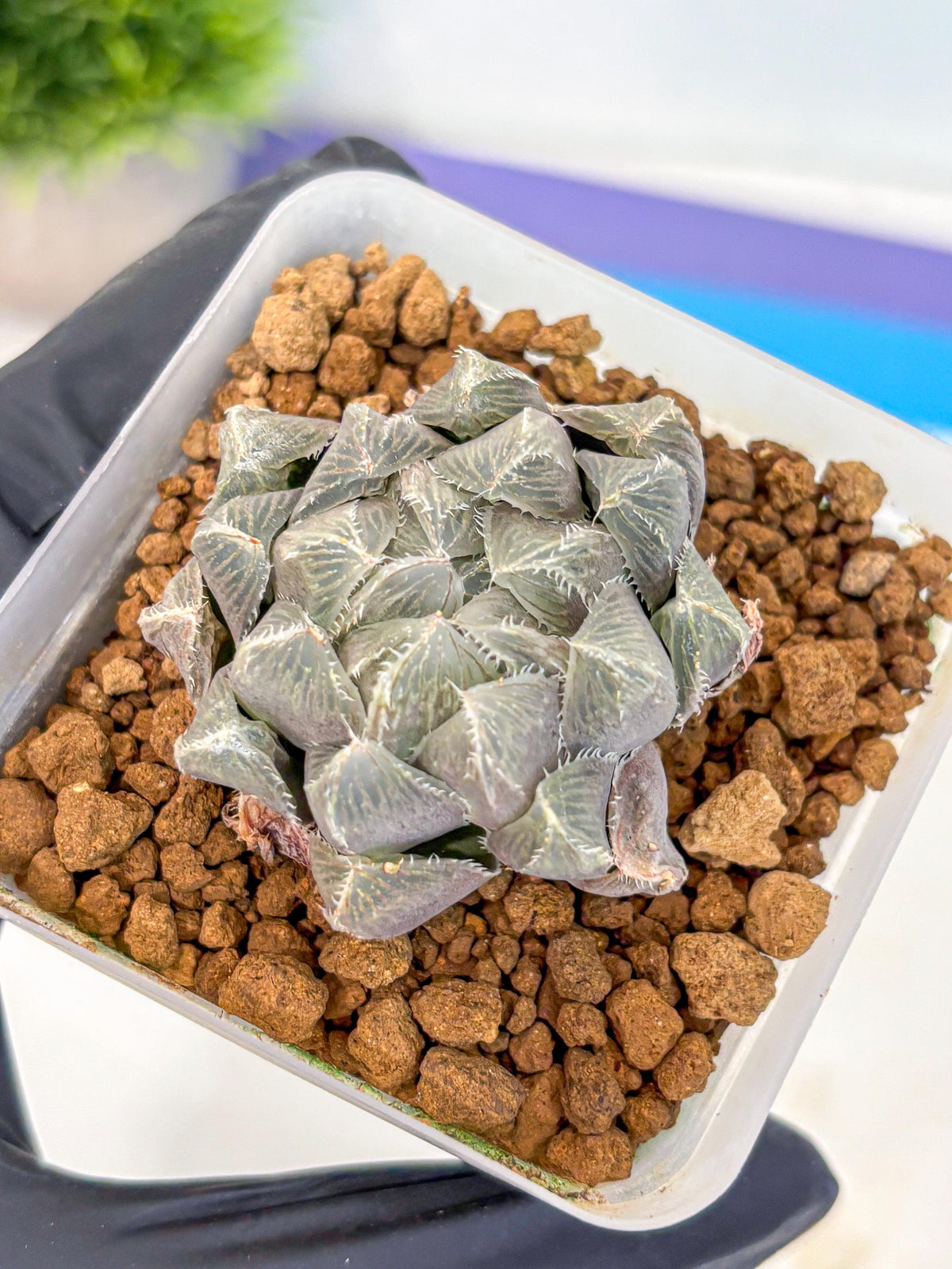 Haworthia KW1 Bolsii Var (wa8) (11) | Easy Care Succulent