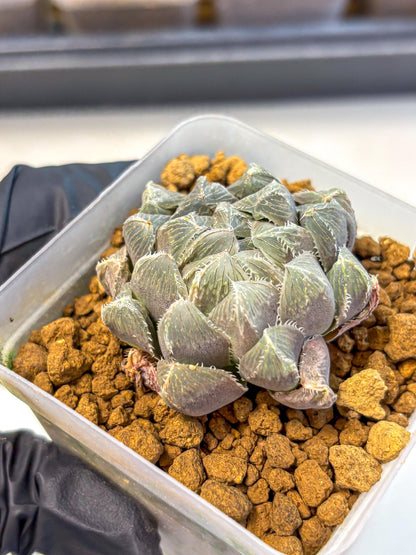 Haworthia KW1 Bolsii Var (wa8) (11) | Easy Care Succulent