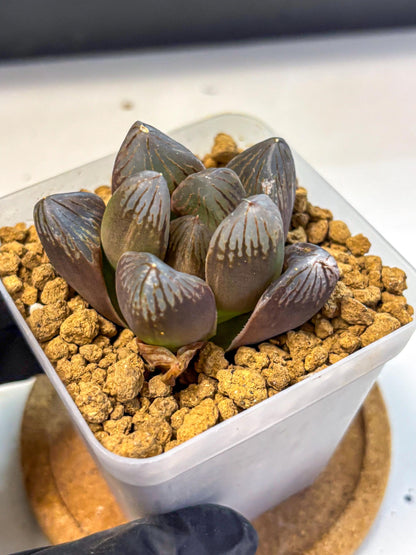 Haworthia Obtusa Red Flame (wa8) (14) | Easy Care Succulent