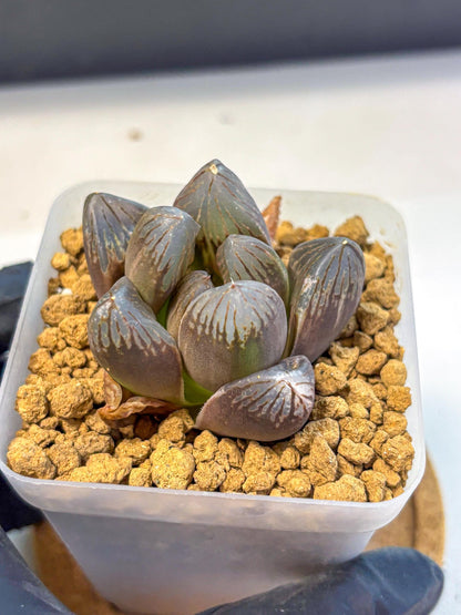 Haworthia Obtusa Red Flame (wa8) (14) | Easy Care Succulent