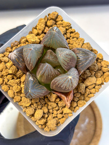 Haworthia Obtusa Red Flame (wa8) (14) | Easy Care Succulent
