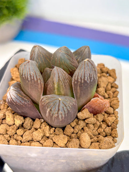 Haworthia Obtusa Red Flame (wa8) (14) | Easy Care Succulent