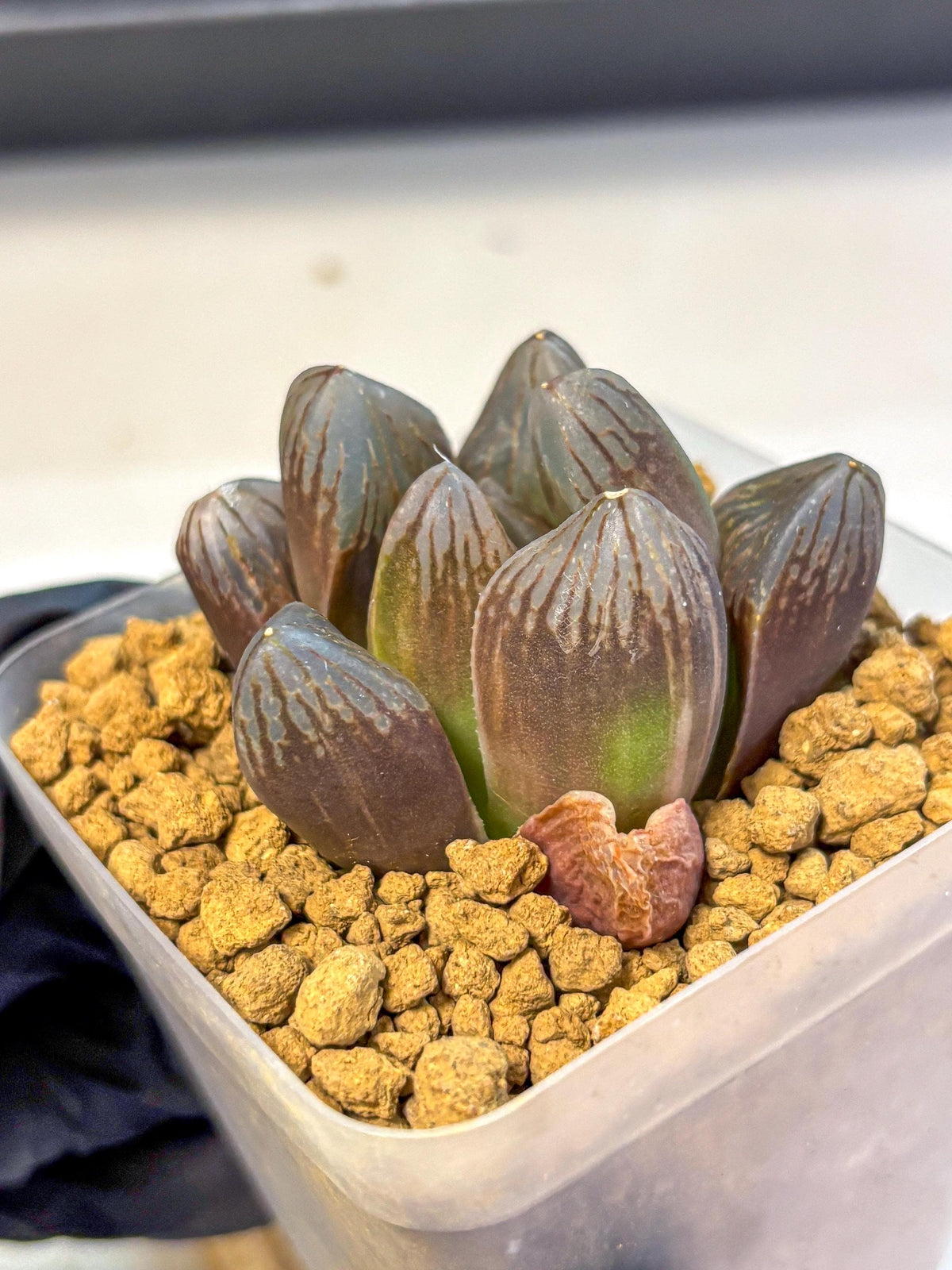 Haworthia Obtusa Red Flame (wa8) (14) | Easy Care Succulent