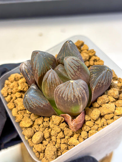 Haworthia Obtusa Red Flame (wa8) (14) | Easy Care Succulent