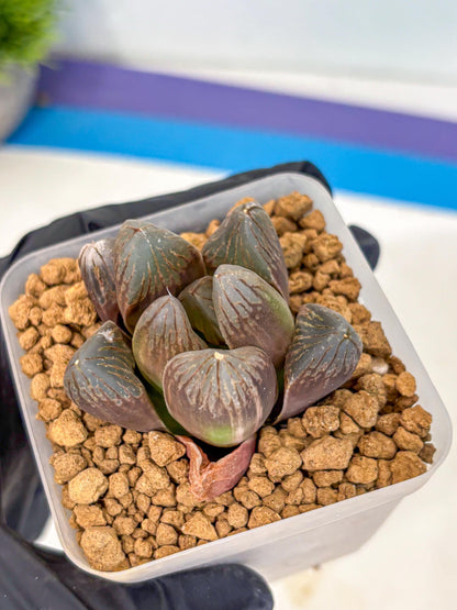 Haworthia Obtusa Red Flame (wa8) (14) | Easy Care Succulent