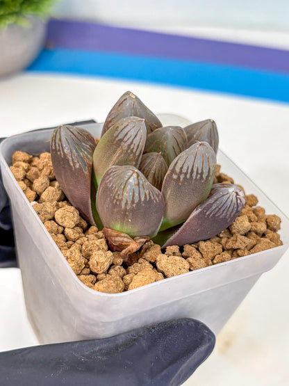 Haworthia Obtusa Red Flame (wa8) (14) | Easy Care Succulent