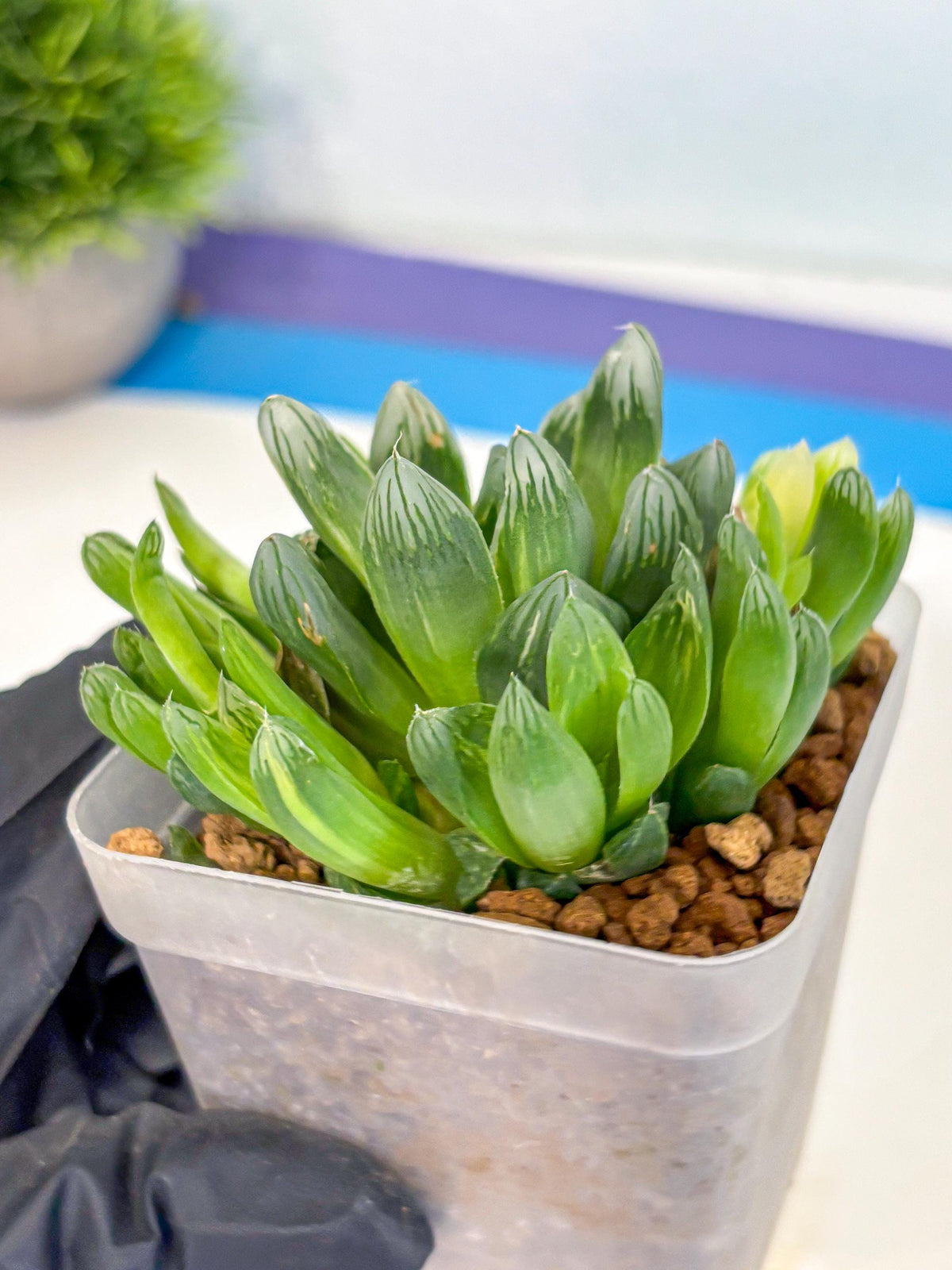 Haworthia Obtusa Hanabi (wa8) (16) | Easy Care Succulent