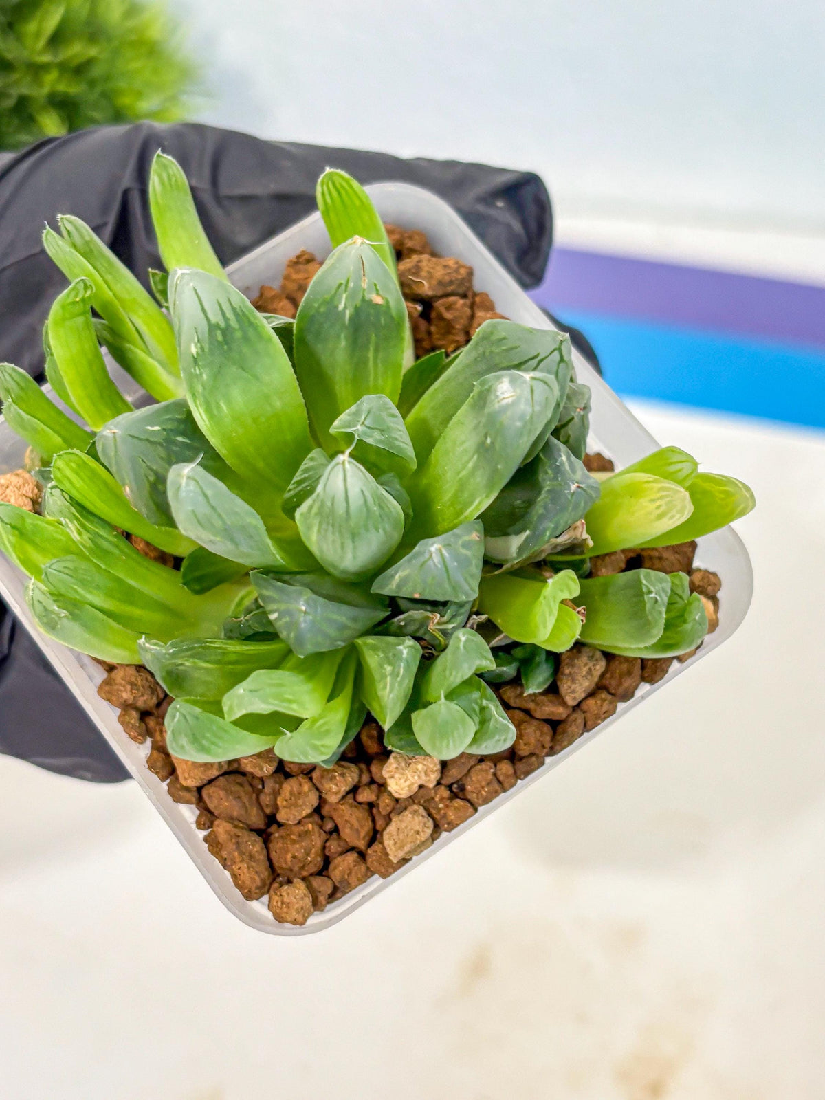 Haworthia Obtusa Hanabi (wa8) (16) | Easy Care Succulent