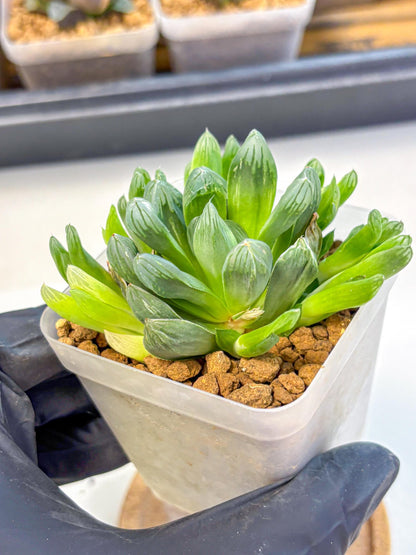 Haworthia Obtusa Hanabi (wa8) (16) | Easy Care Succulent