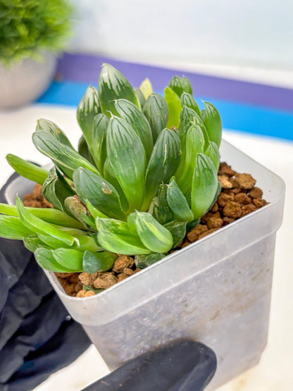 Haworthia Obtusa Hanabi (wa8) (16) | Easy Care Succulent