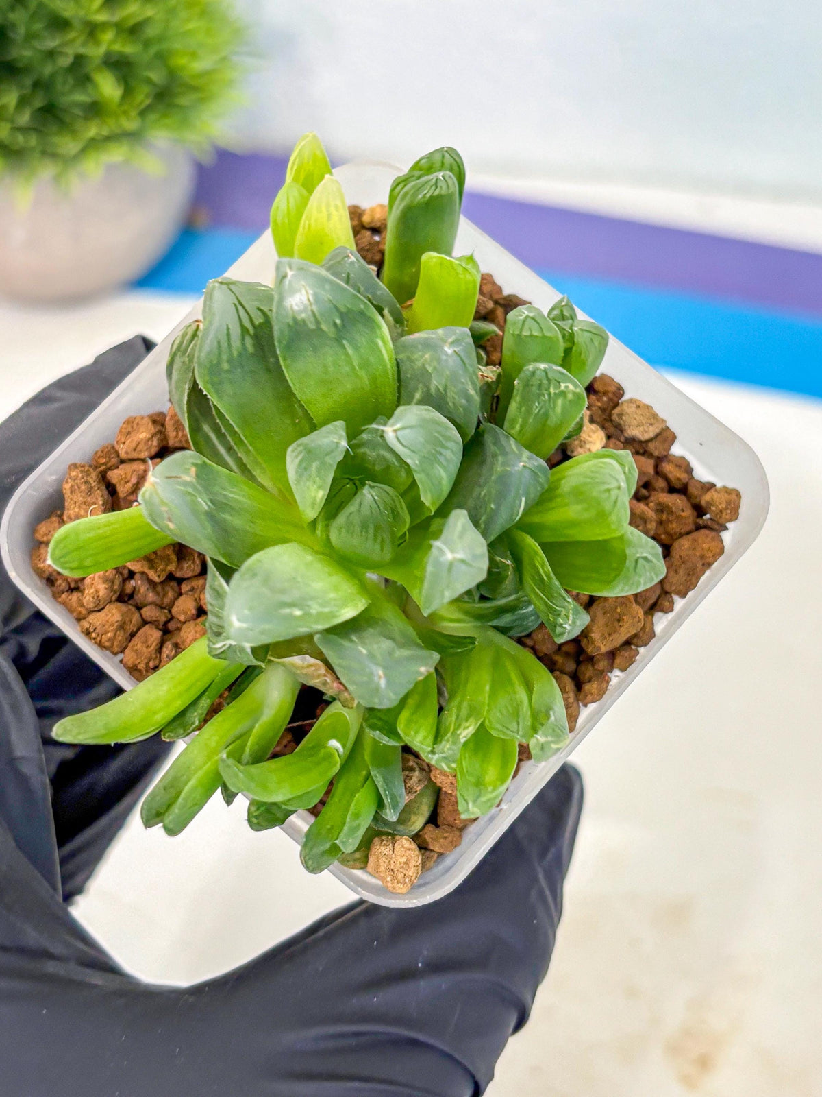 Haworthia Obtusa Hanabi (wa8) (16) | Easy Care Succulent