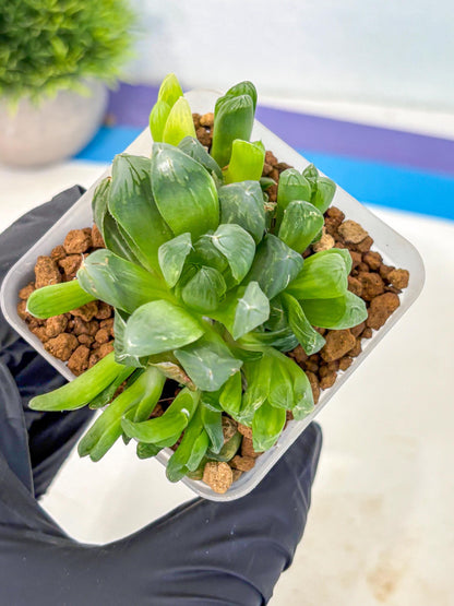 Haworthia Obtusa Hanabi (wa8) (16) | Easy Care Succulent