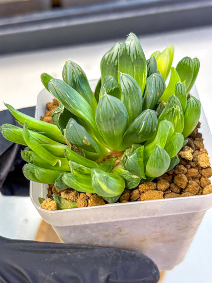Haworthia Obtusa Hanabi (wa8) (16) | Easy Care Succulent