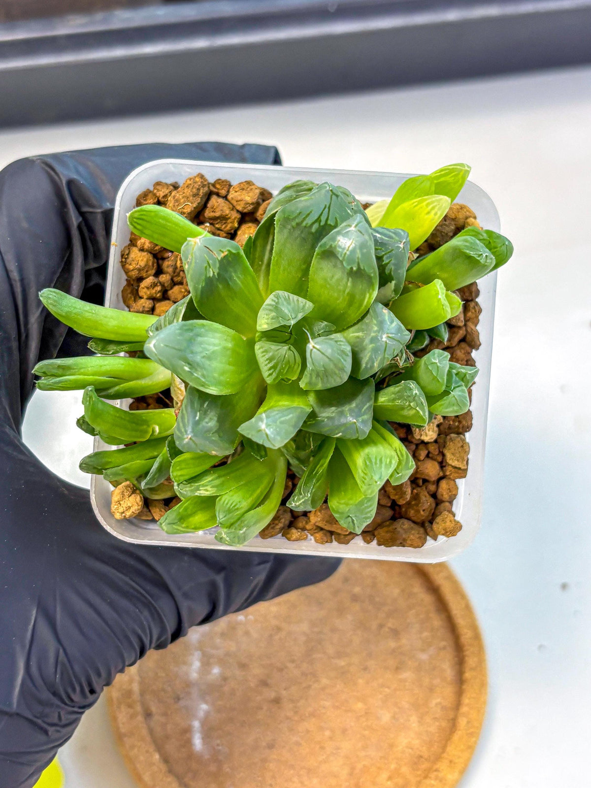 Haworthia Obtusa Hanabi (wa8) (16) | Easy Care Succulent