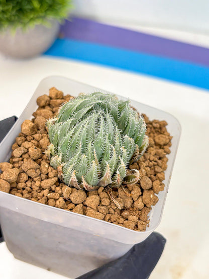 Haworthia Cummingii (wa8) (17) | Easy Care Succulent