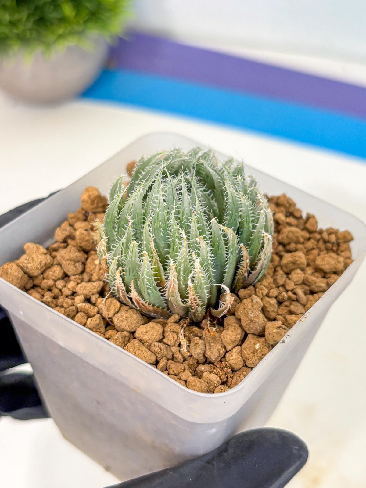 Haworthia Cummingii (wa8) (17) | Easy Care Succulent