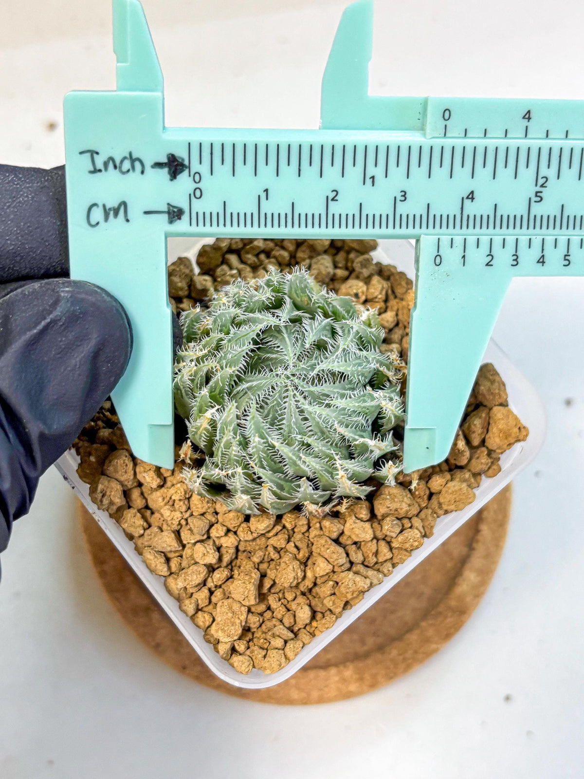 Haworthia Cummingii (wa8) (17) | Easy Care Succulent