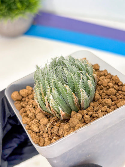 Haworthia Cummingii (wa8) (17) | Easy Care Succulent