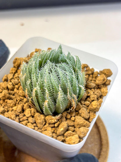 Haworthia Cummingii (wa8) (17) | Easy Care Succulent
