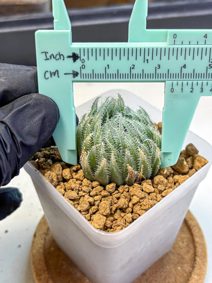 Haworthia Cummingii (wa8) (17) | Easy Care Succulent