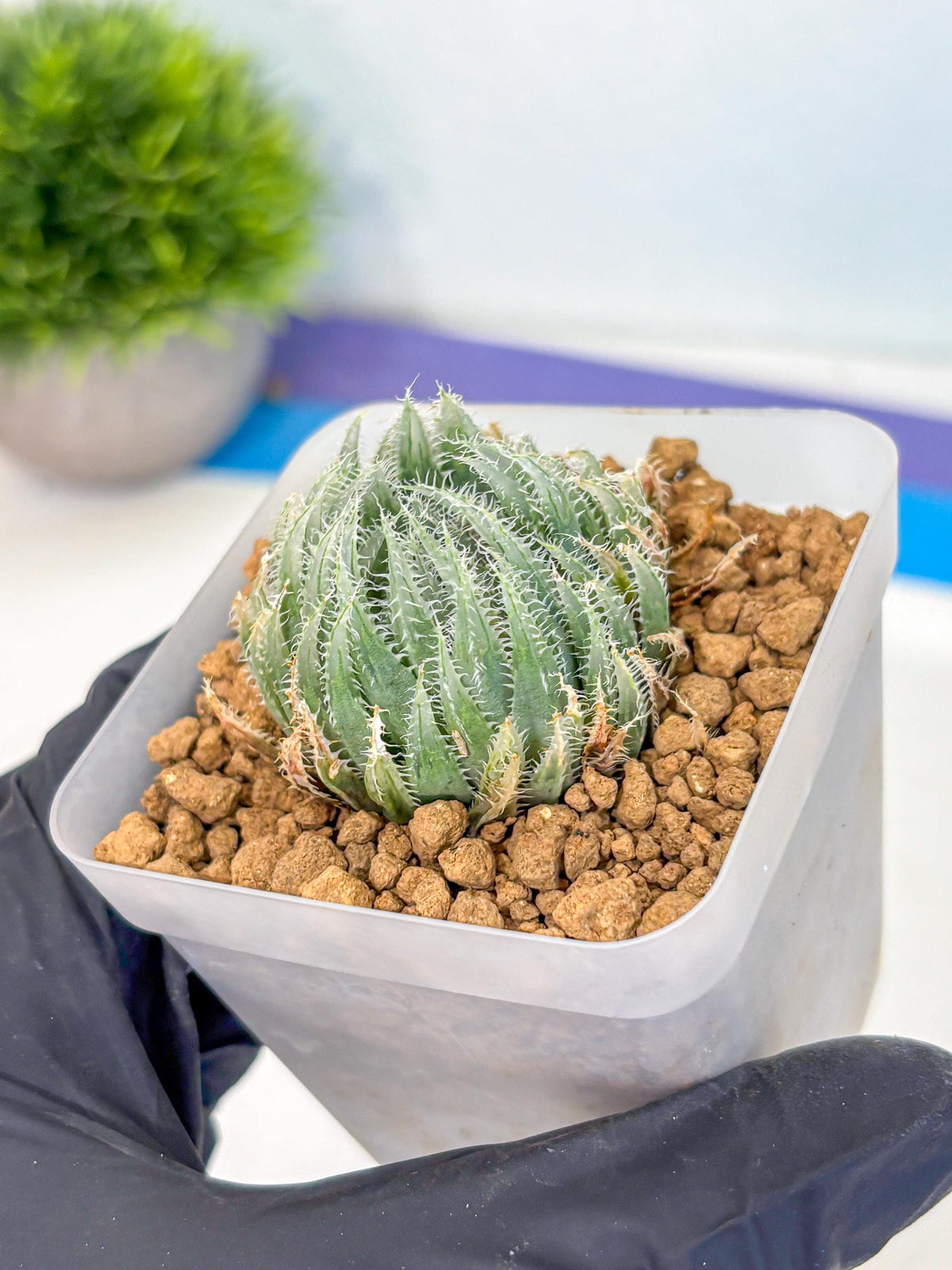 Haworthia Cummingii (wa8) (17) | Easy Care Succulent