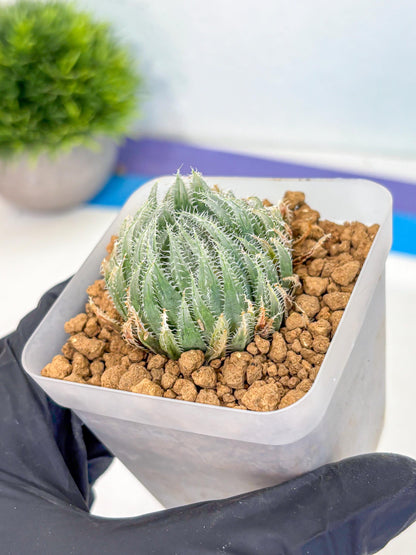 Haworthia Cummingii (wa8) (17) | Easy Care Succulent