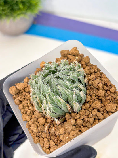 Haworthia Cummingii (wa8) (17) | Easy Care Succulent