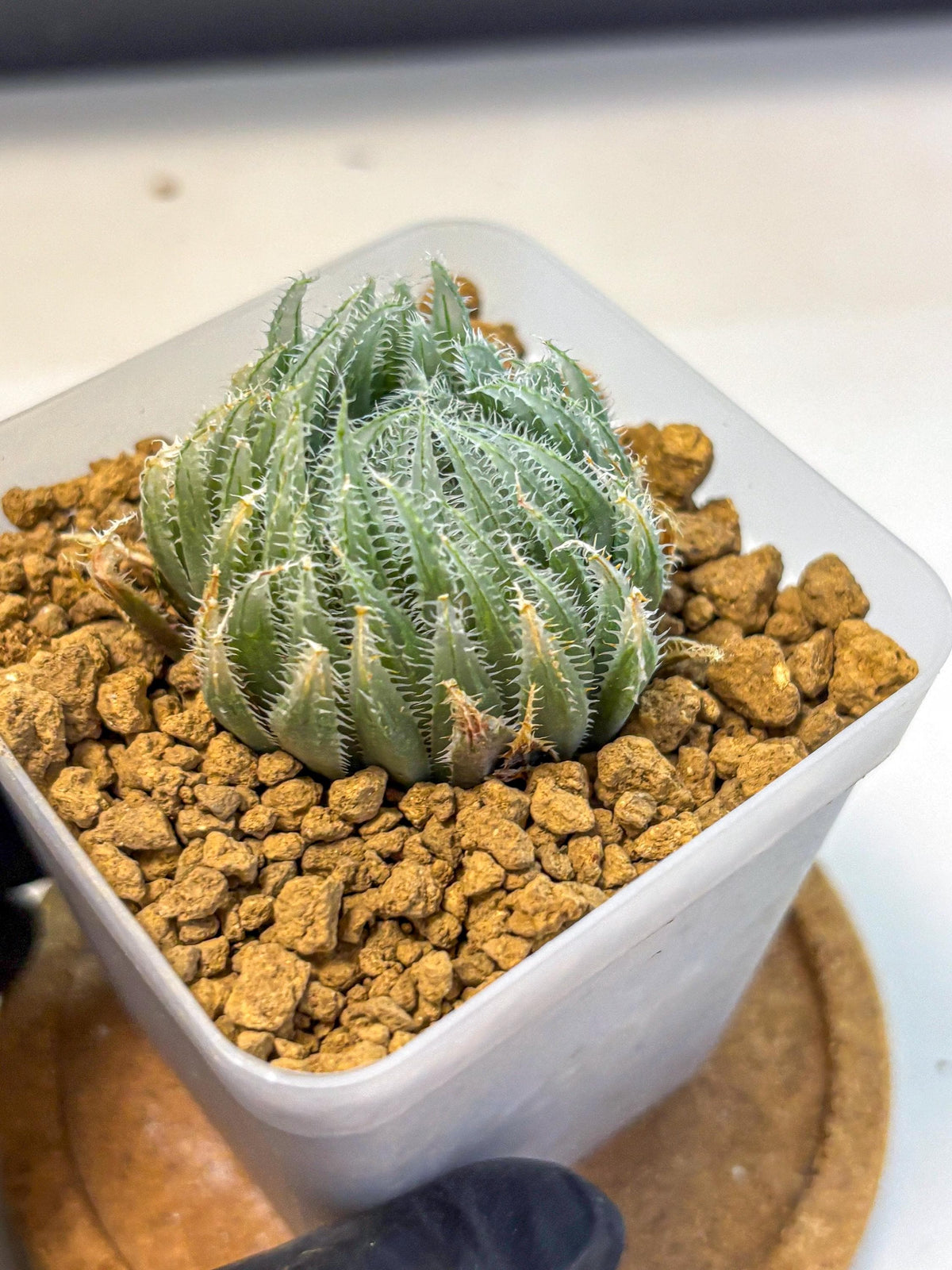 Haworthia Cummingii (wa8) (17) | Easy Care Succulent