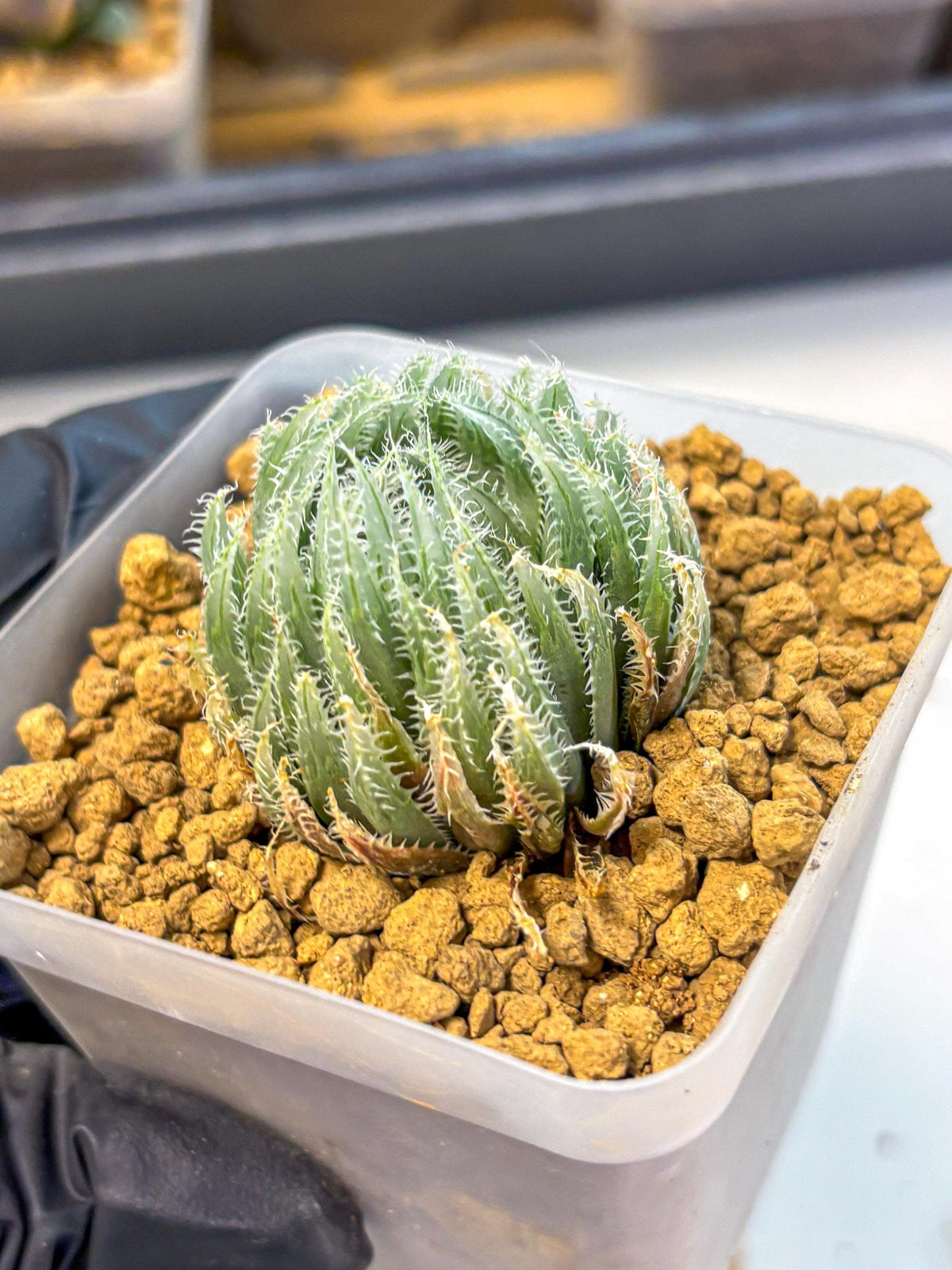 Haworthia Cummingii (wa8) (17) | Easy Care Succulent