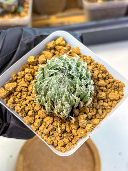 Haworthia Cummingii (wa8) (17) | Easy Care Succulent