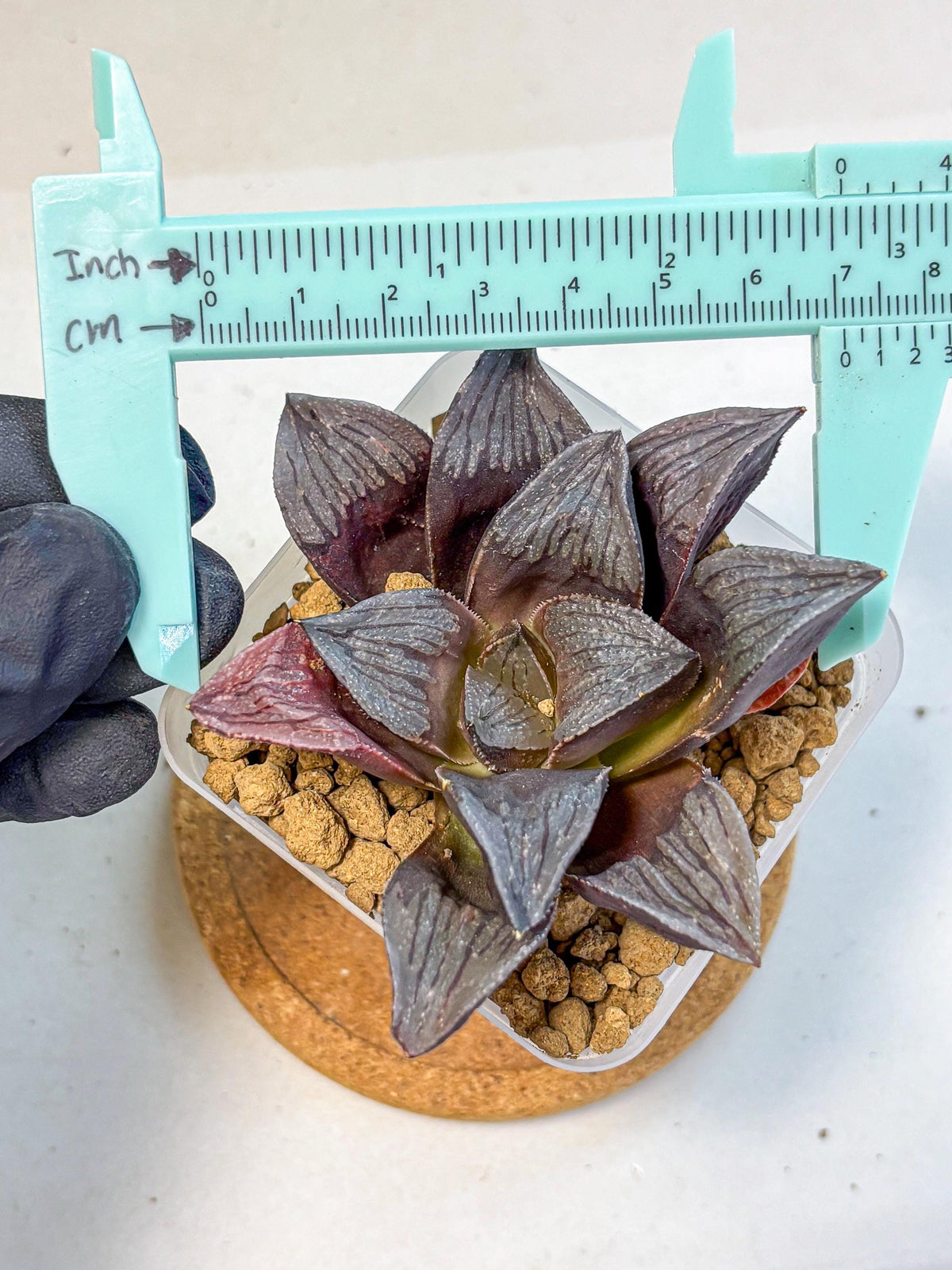 Haworthia Wolf Muchika K7 (wa8) (bb) | Easy Care Succulent