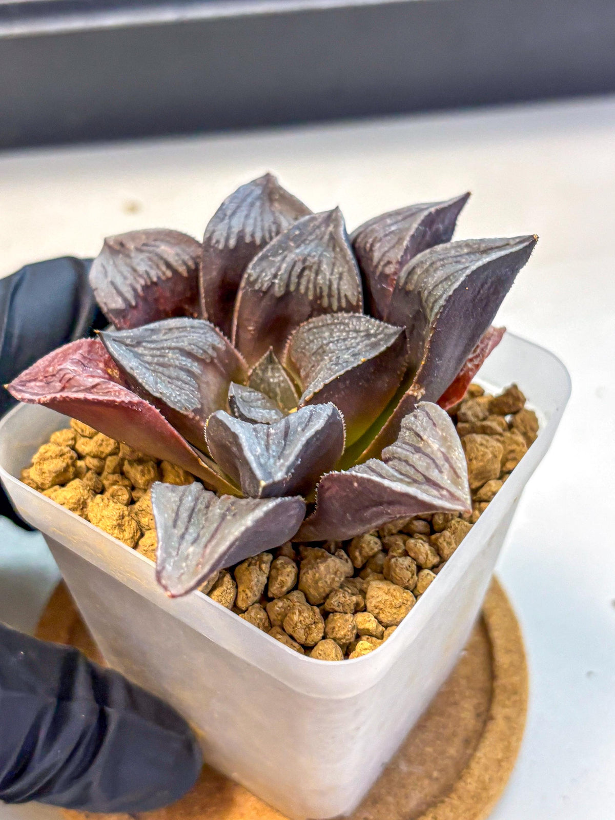 Haworthia Wolf Muchika K7 (wa8) (bb) | Easy Care Succulent