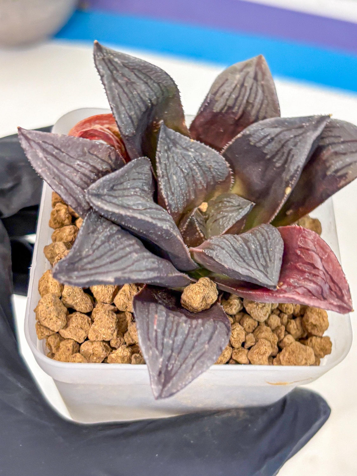 Haworthia Wolf Muchika K7 (wa8) (bb) | Easy Care Succulent