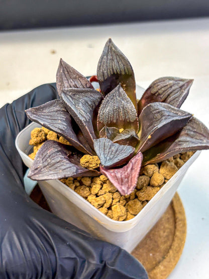 Haworthia Wolf Muchika K7 (wa8) (bb) | Easy Care Succulent