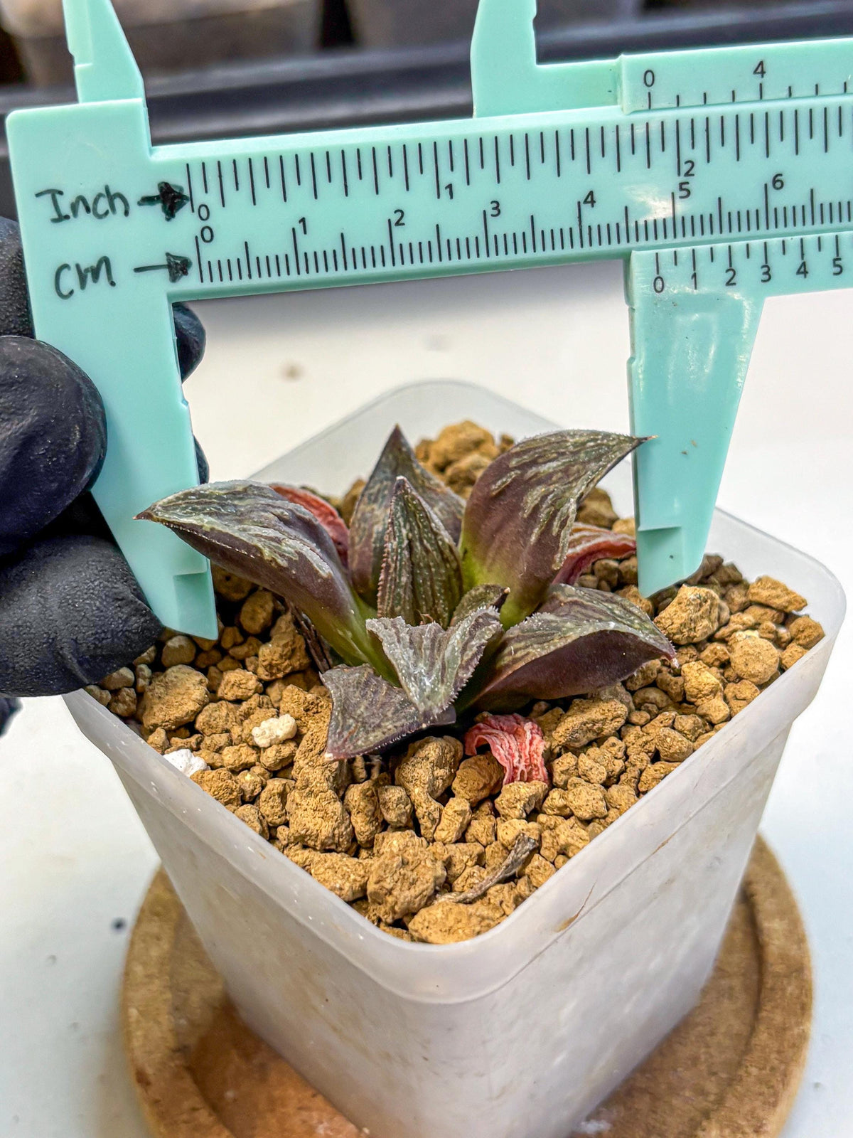 Haworthia Splendens x Wimii (wa8) (gg) | Easy Care Succulent