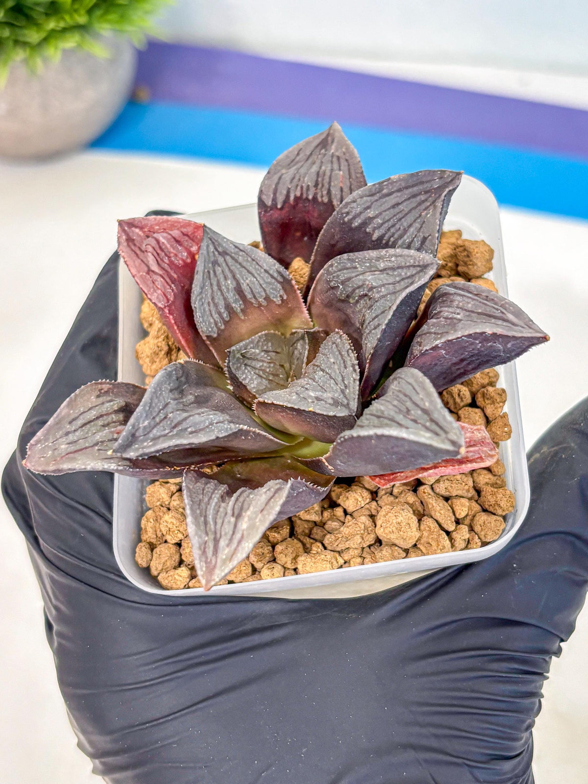Haworthia Wolf Muchika K7 (wa8) (bb) | Easy Care Succulent