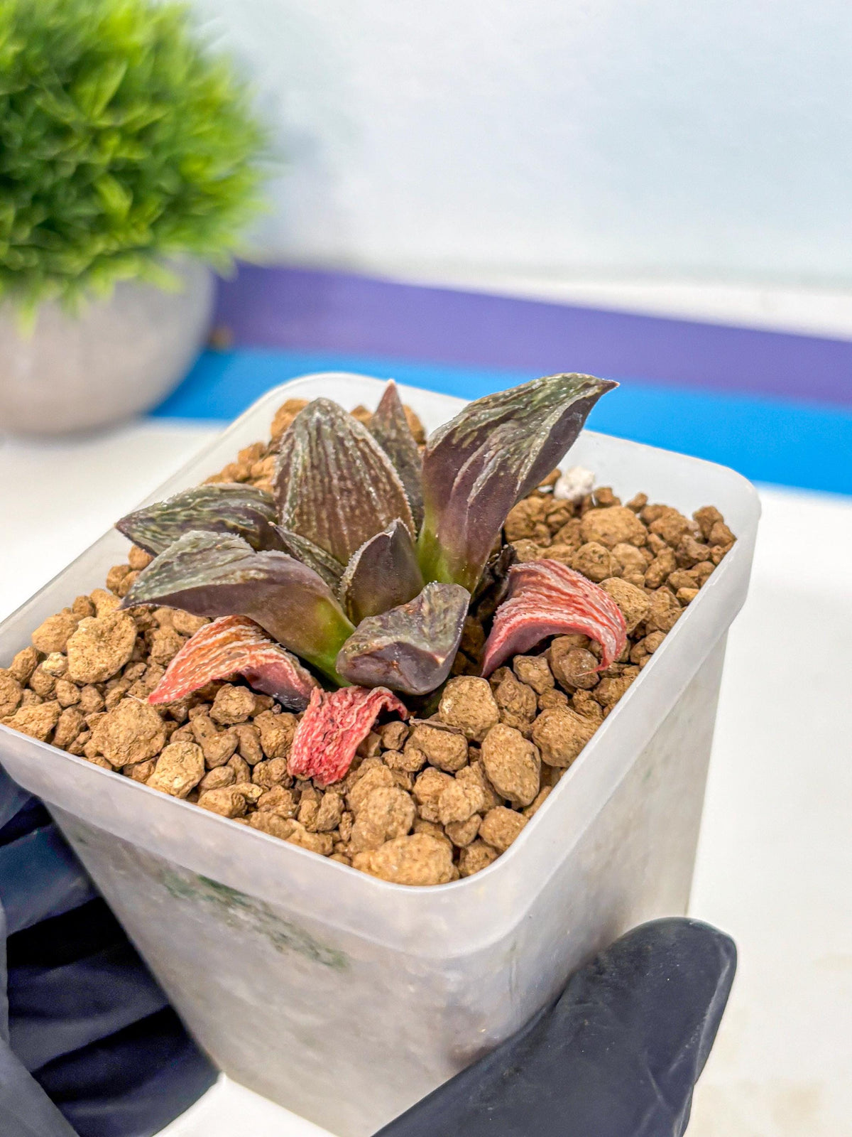 Haworthia Splendens x Wimii (wa8) (gg) | Easy Care Succulent