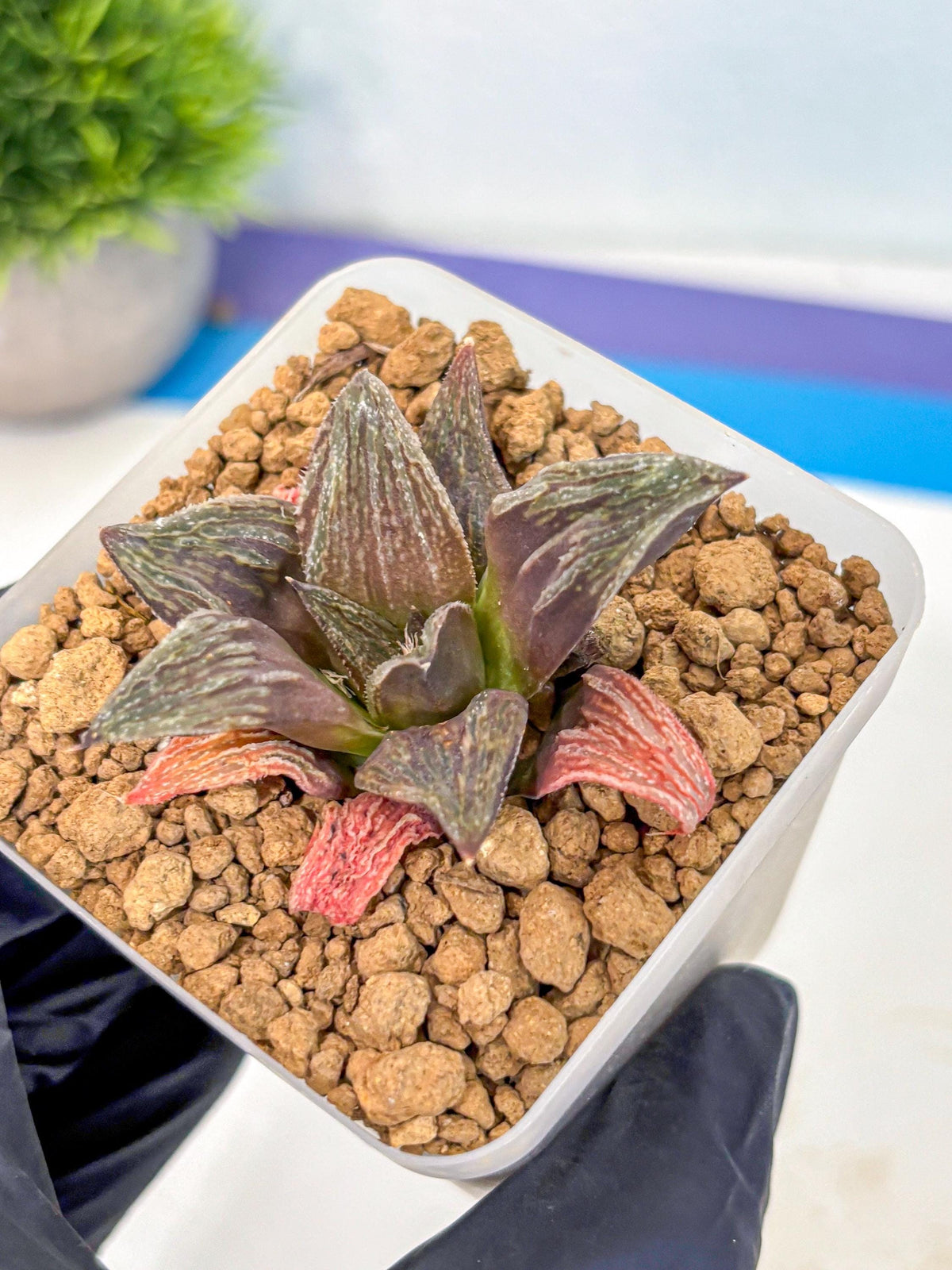Haworthia Splendens x Wimii (wa8) (gg) | Easy Care Succulent