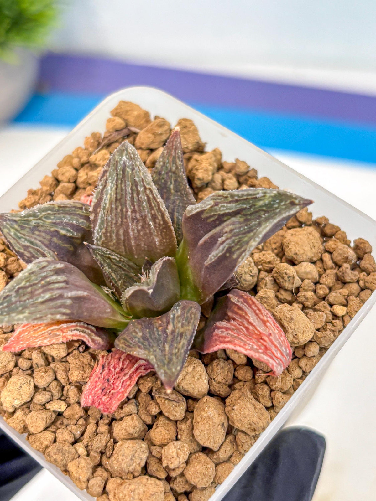 Haworthia Splendens x Wimii (wa8) (gg) | Easy Care Succulent
