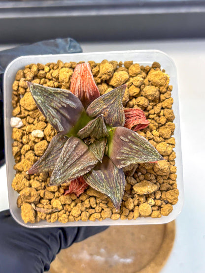 Haworthia Splendens x Wimii (wa8) (gg) | Easy Care Succulent